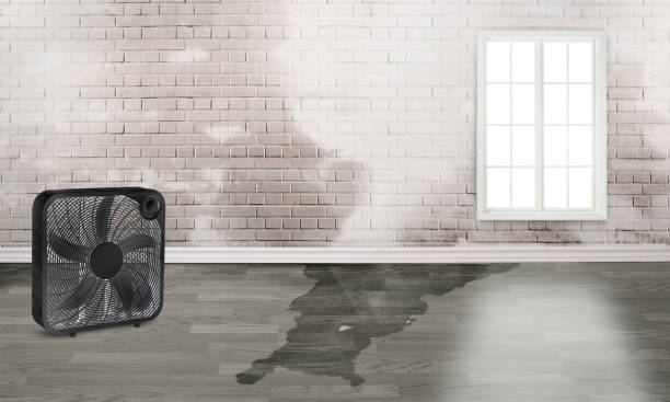Best Water damage cleanup near me  in Ashtabula, OH